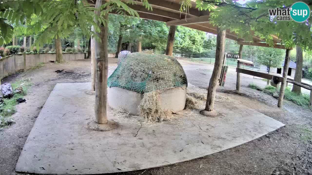 Camera en vivo Cebras in Ljubljana ZOO – Eslovenia