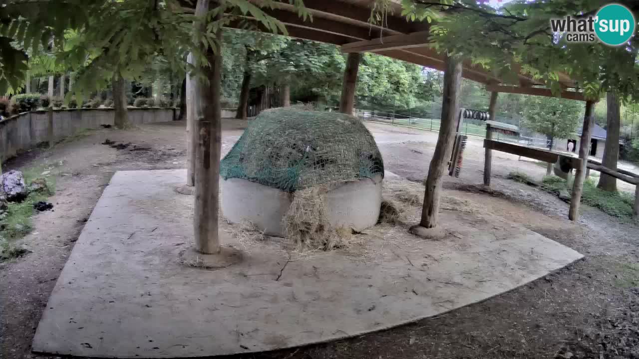 Zebre v živo v živalskem vrtu Ljubljana ZOO spletne kamere