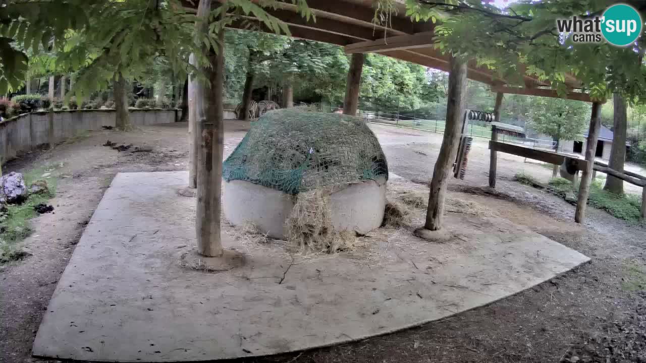 Zebre v živo v živalskem vrtu Ljubljana ZOO spletne kamere