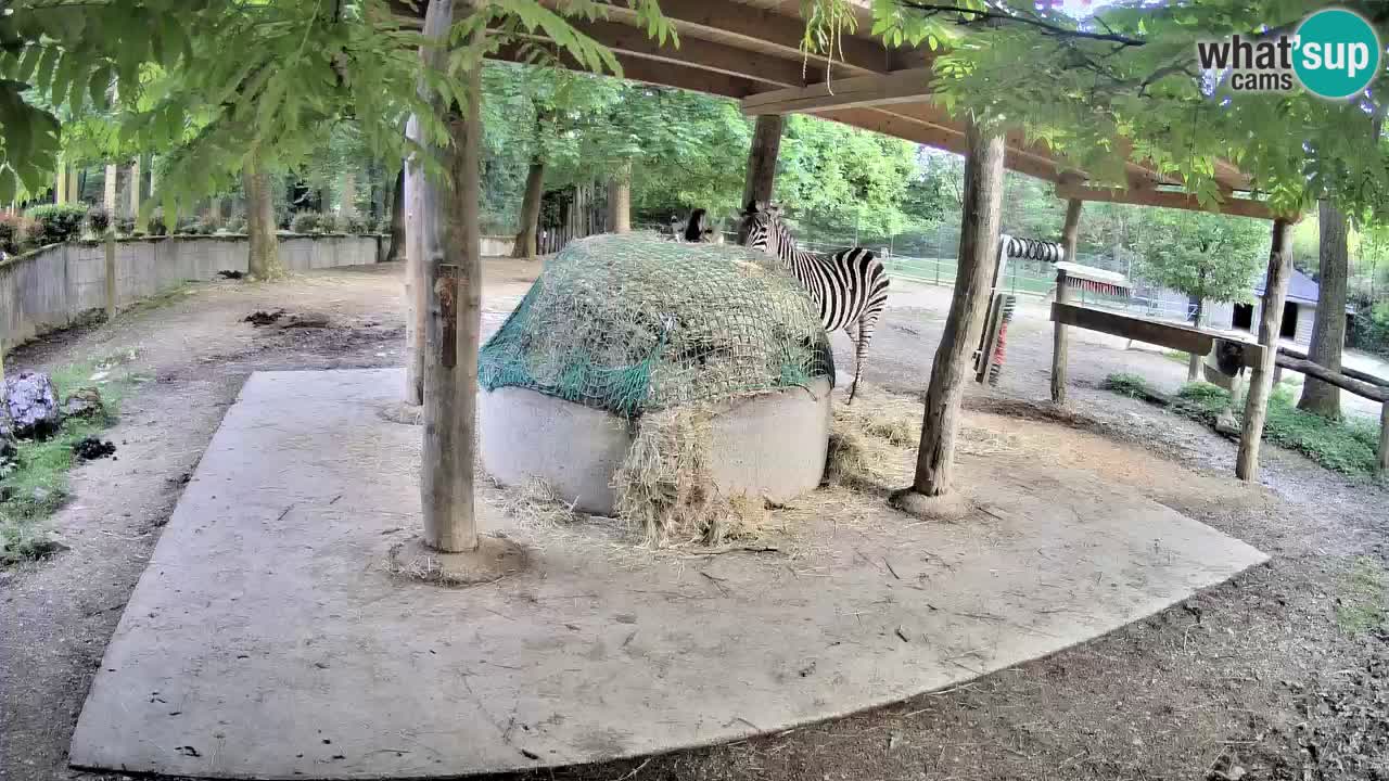 Live webcam Zebras in Ljubljana ZOO – Slovenia