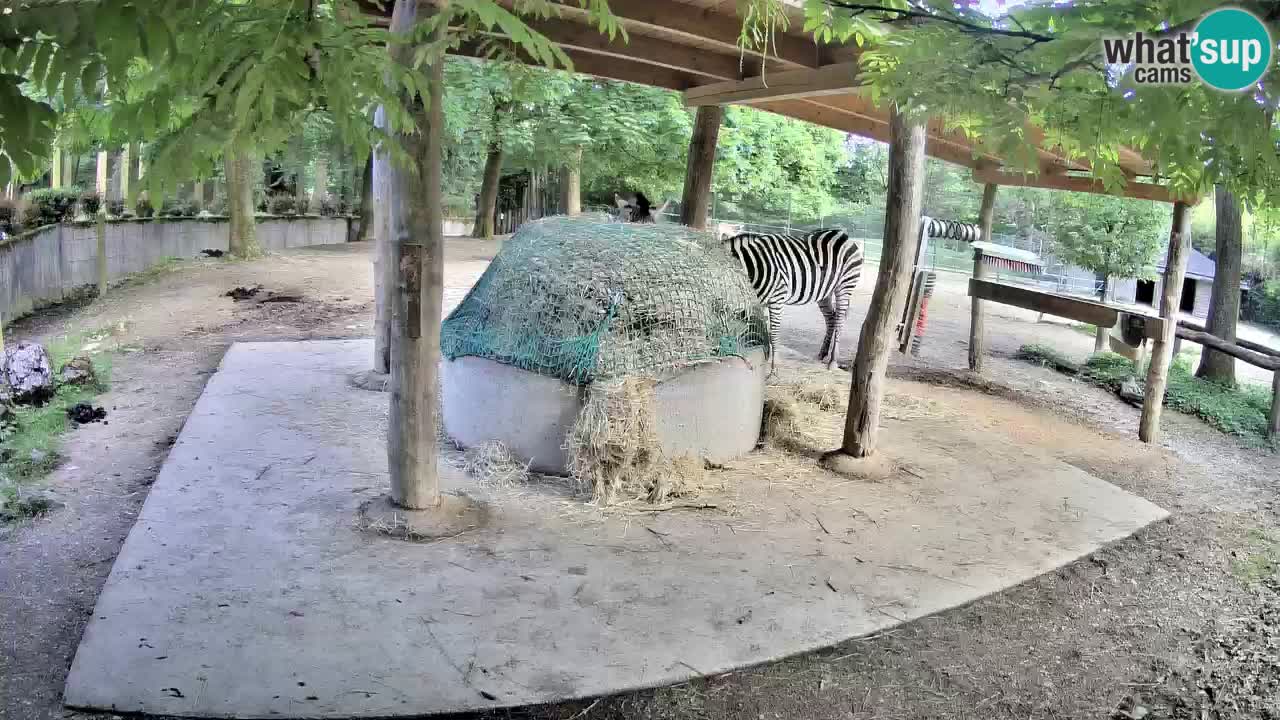 Live Webcam Zebras in Ljubljana ZOO – Slowenien