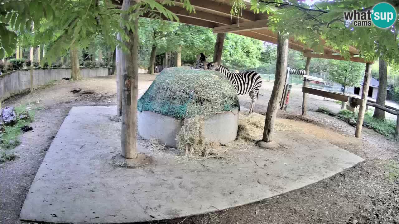 Le Zebre nello ZOO di Ljubljana – Slovenia Live webcam