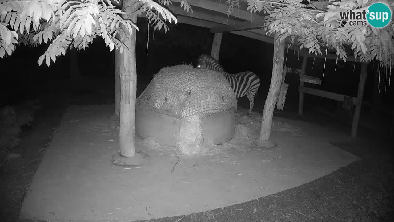 Web kamera uživo Zebras u ZOO Ljubljana – Slovenija