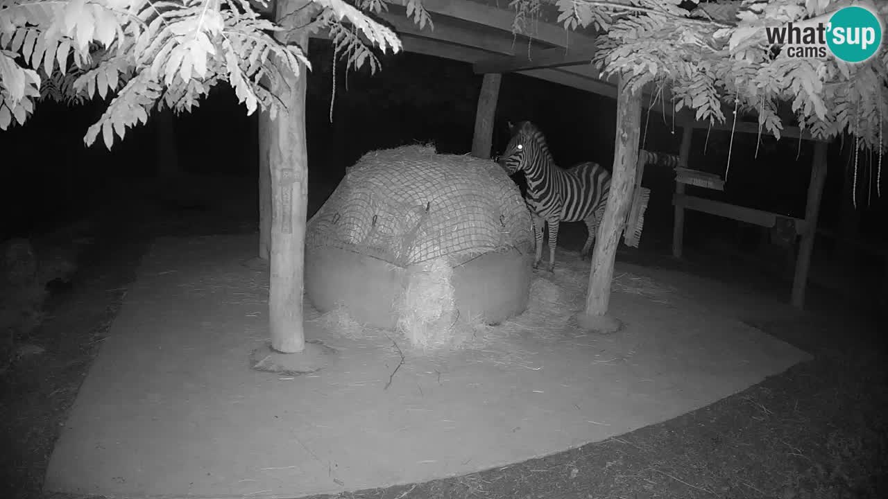 Web kamera uživo Zebras u ZOO Ljubljana – Slovenija