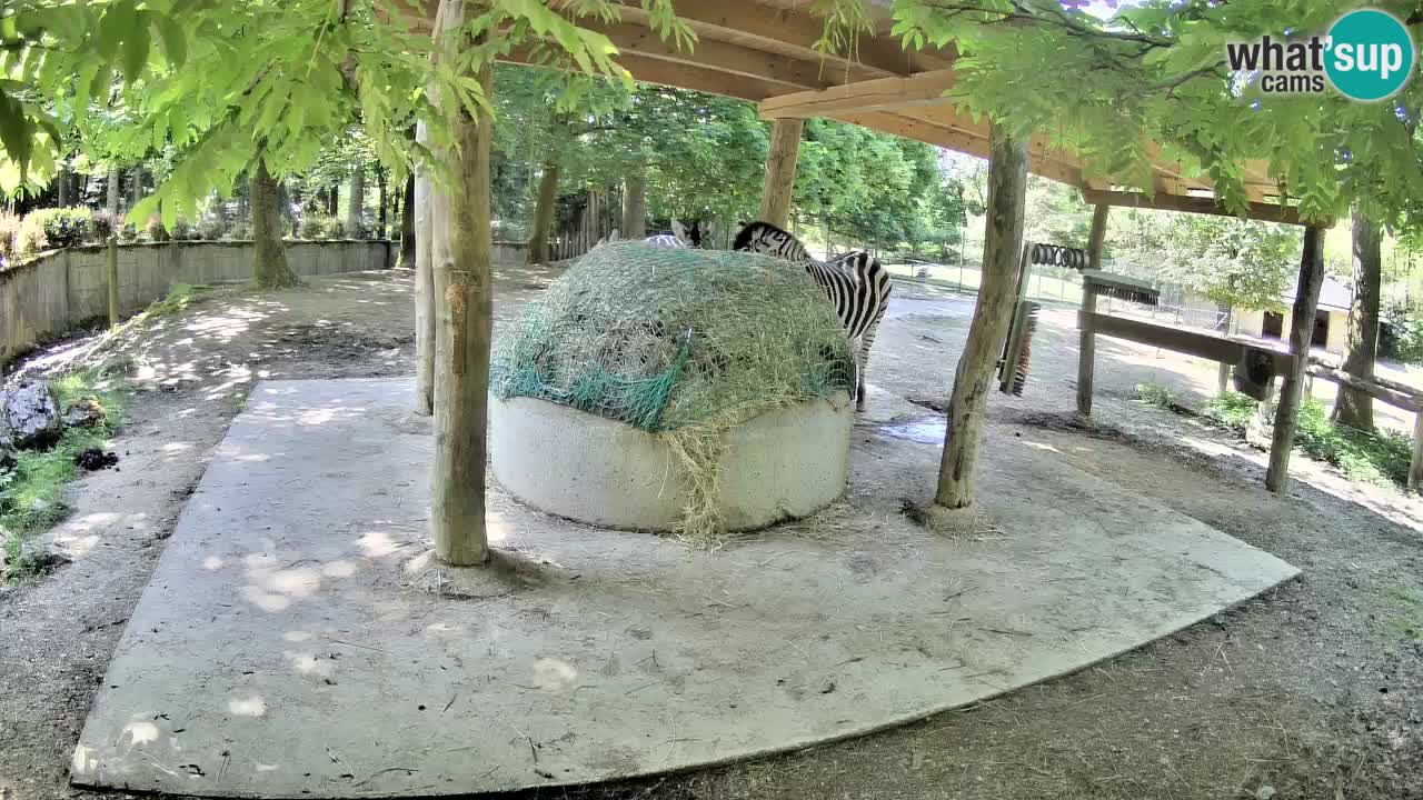 Live webcam Zebras in Ljubljana ZOO – Slovenia