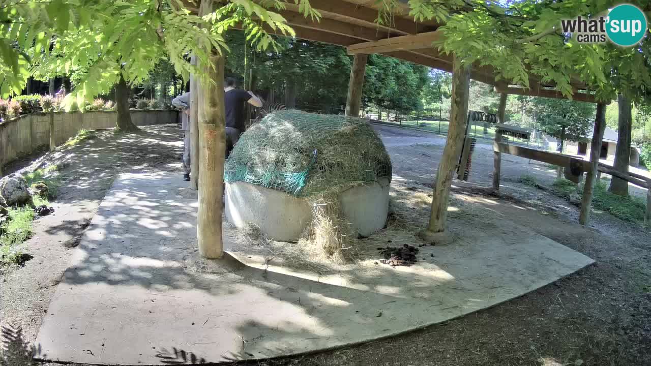 Web kamera uživo Zebras u ZOO Ljubljana – Slovenija