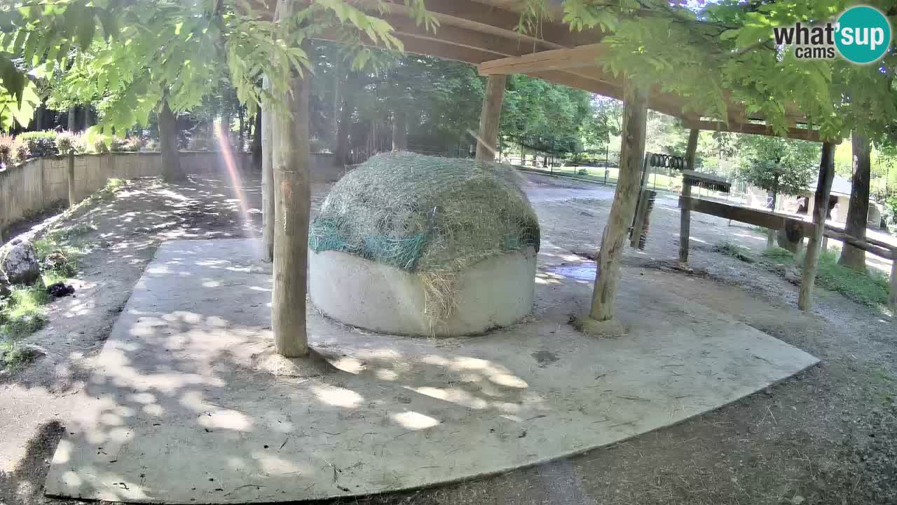 Zebre v živo v živalskem vrtu Ljubljana ZOO spletne kamere