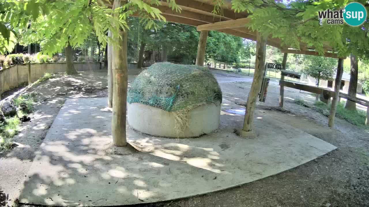 Zebre v živo v živalskem vrtu Ljubljana ZOO spletne kamere