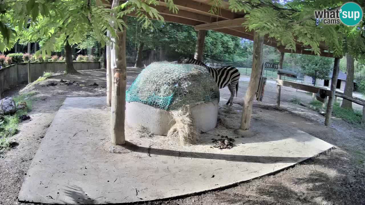 Live webcam Zebras in Ljubljana ZOO – Slovenia