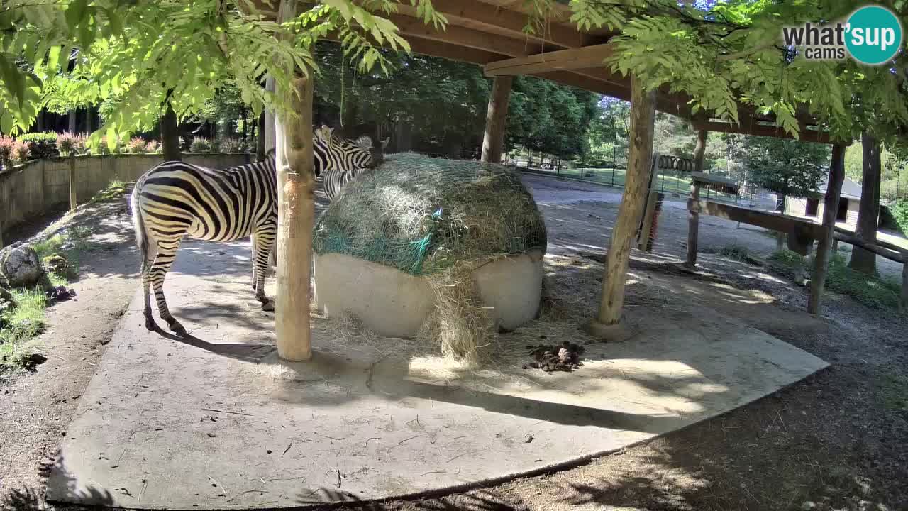 Zebre v živo v živalskem vrtu Ljubljana ZOO spletne kamere