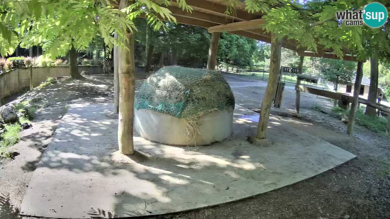 Camera en vivo Cebras in Ljubljana ZOO – Eslovenia