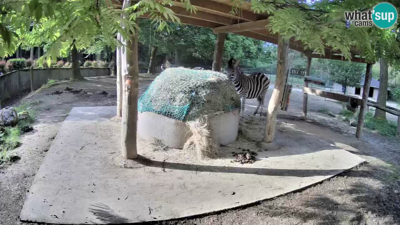 Zebre v živo v živalskem vrtu Ljubljana ZOO spletne kamere