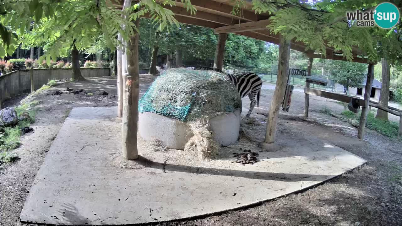Camera en vivo Cebras in Ljubljana ZOO – Eslovenia