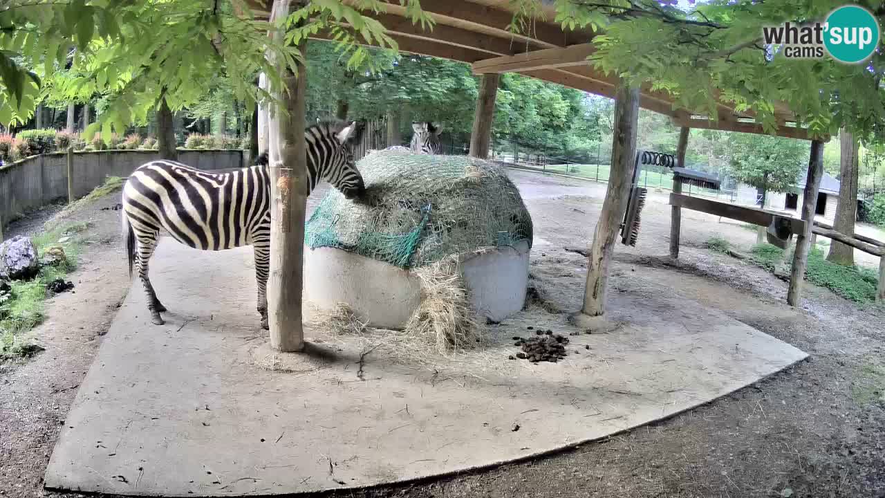 Zebre v živo v živalskem vrtu Ljubljana ZOO spletne kamere