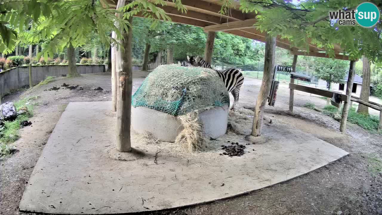 Zebre v živo v živalskem vrtu Ljubljana ZOO spletne kamere