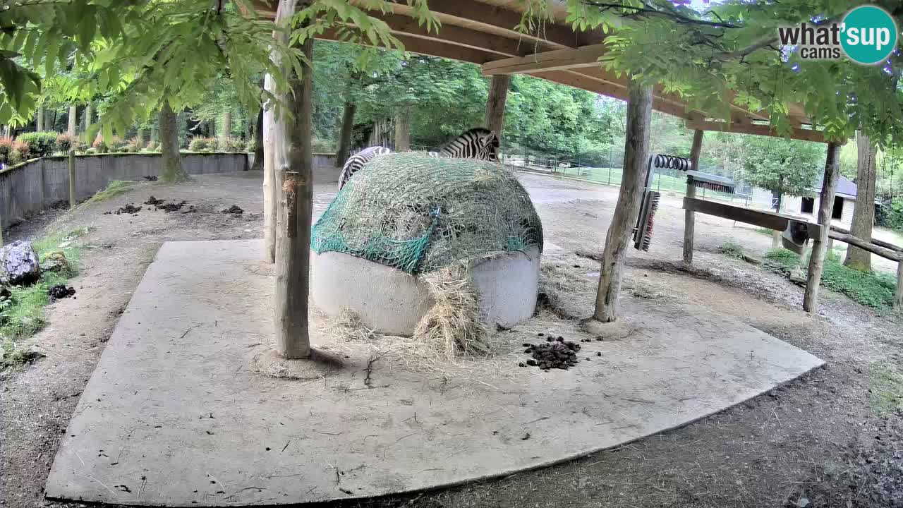 Zebre v živo v živalskem vrtu Ljubljana ZOO spletne kamere