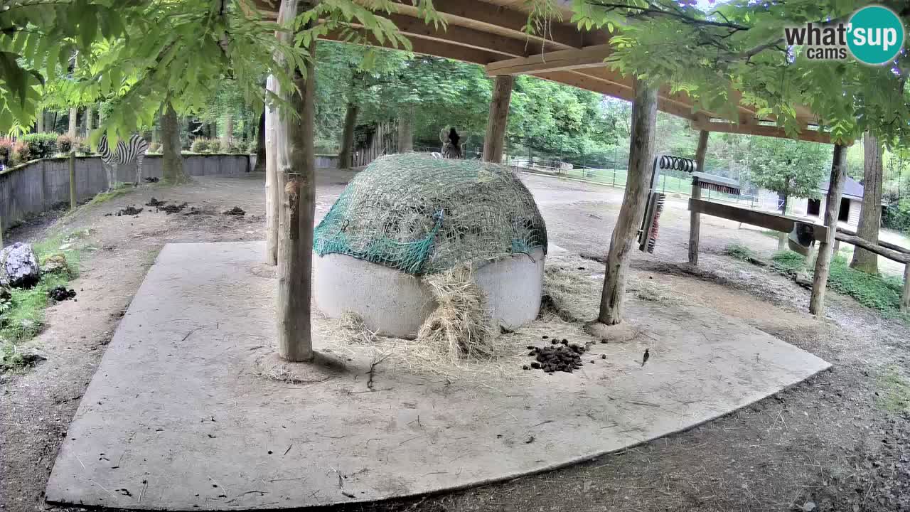 Zebre v živo v živalskem vrtu Ljubljana ZOO spletne kamere