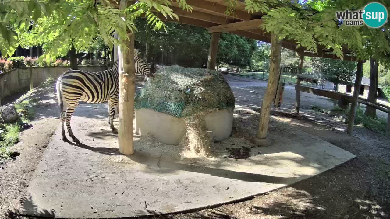 Web kamera uživo Zebras u ZOO Ljubljana – Slovenija