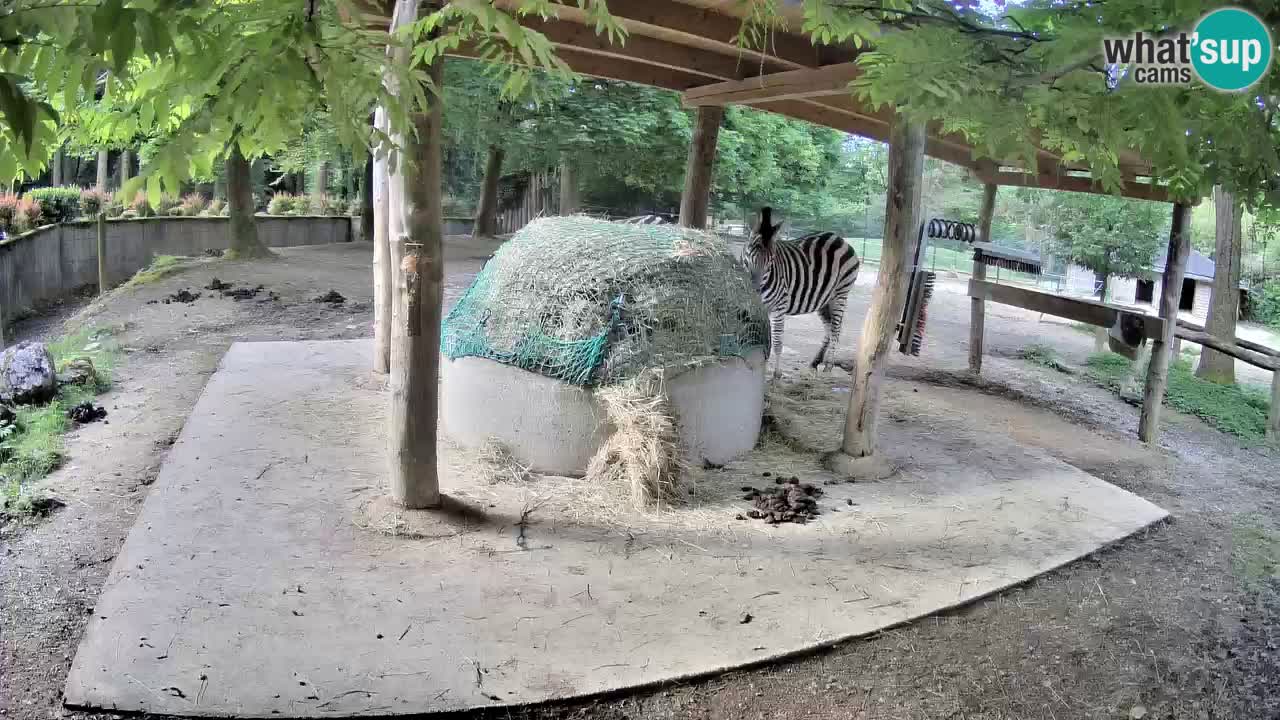 Zebre v živo v živalskem vrtu Ljubljana ZOO spletne kamere