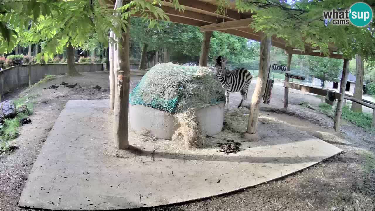 Le Zebre nello ZOO di Ljubljana – Slovenia Live webcam