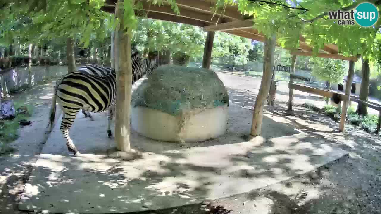 Live webcam Zebras in Ljubljana ZOO – Slovenia