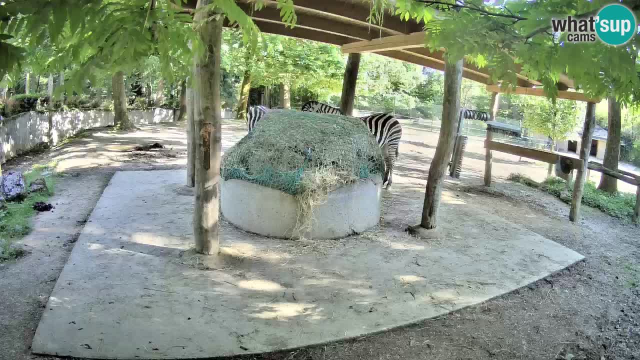 Le Zebre nello ZOO di Ljubljana – Slovenia Live webcam