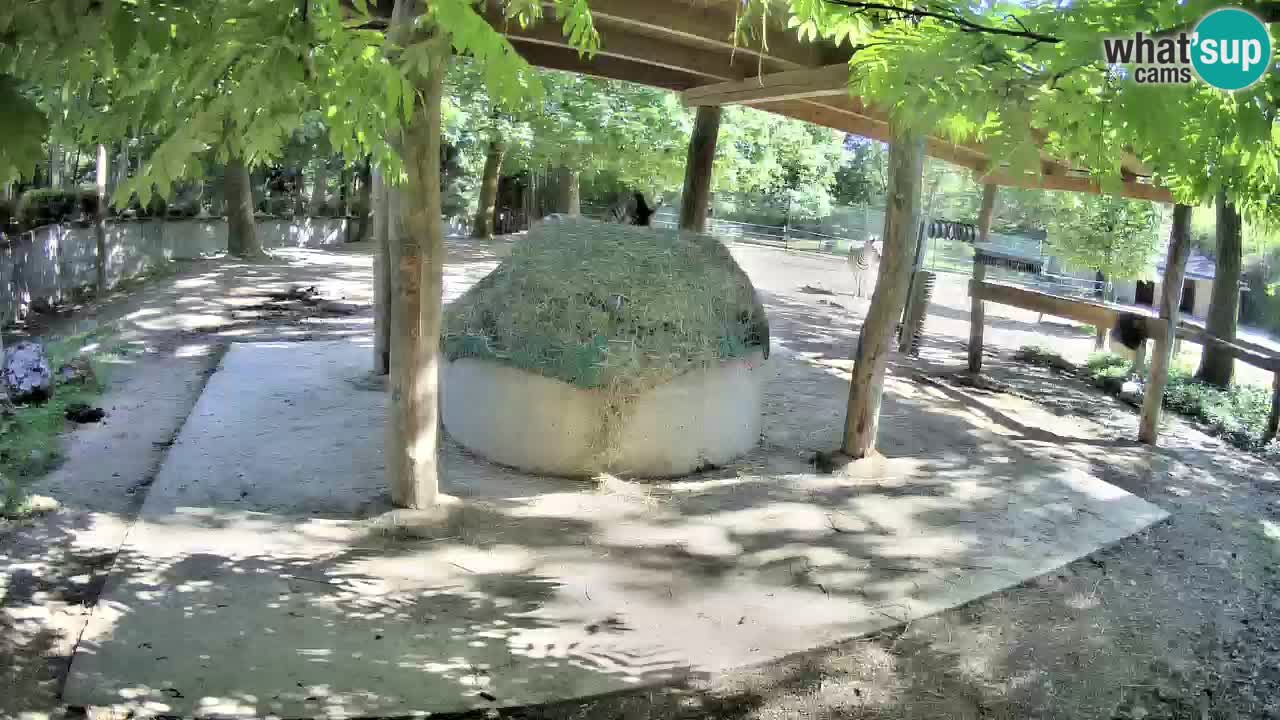 Live webcam Zebras in Ljubljana ZOO – Slovenia