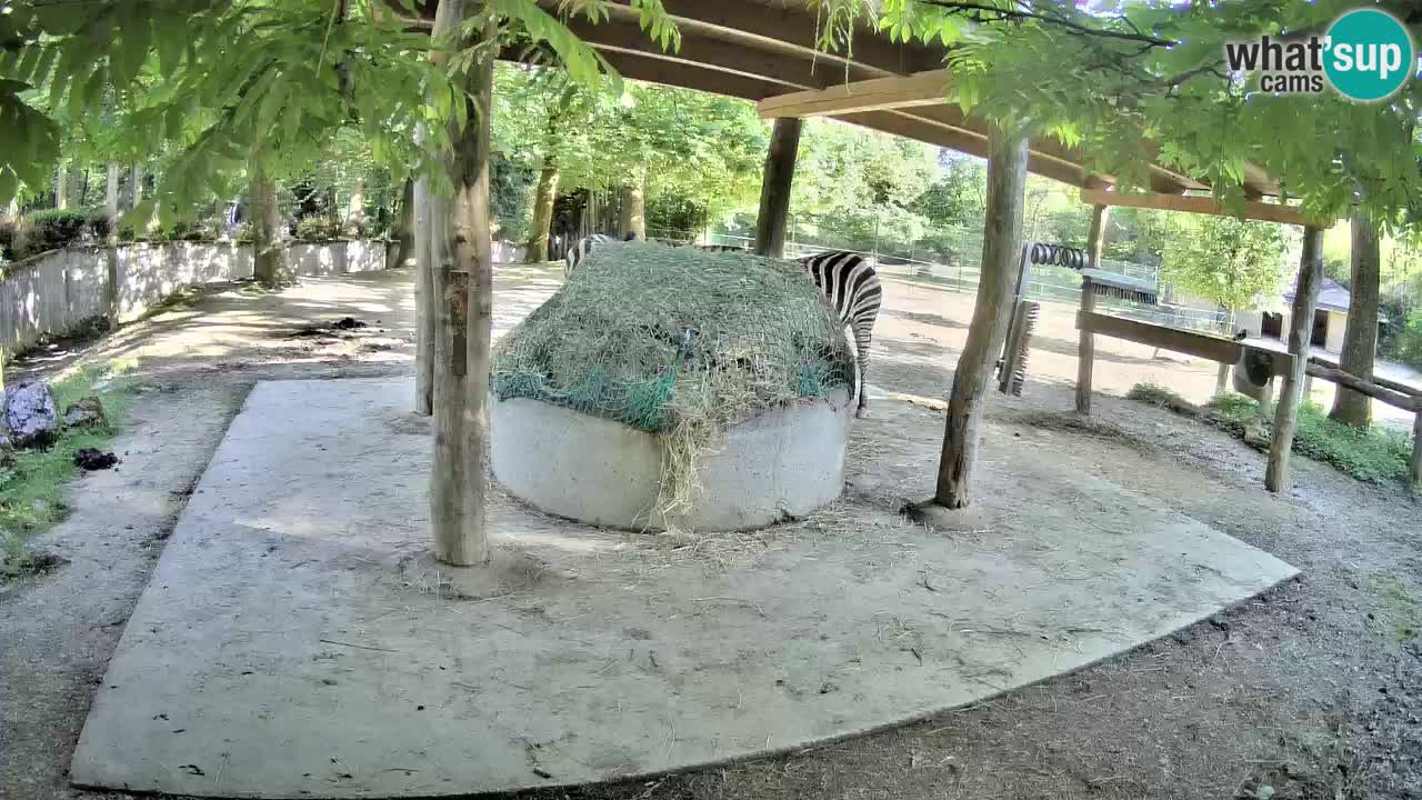Live Webcam Zebras in Ljubljana ZOO – Slowenien