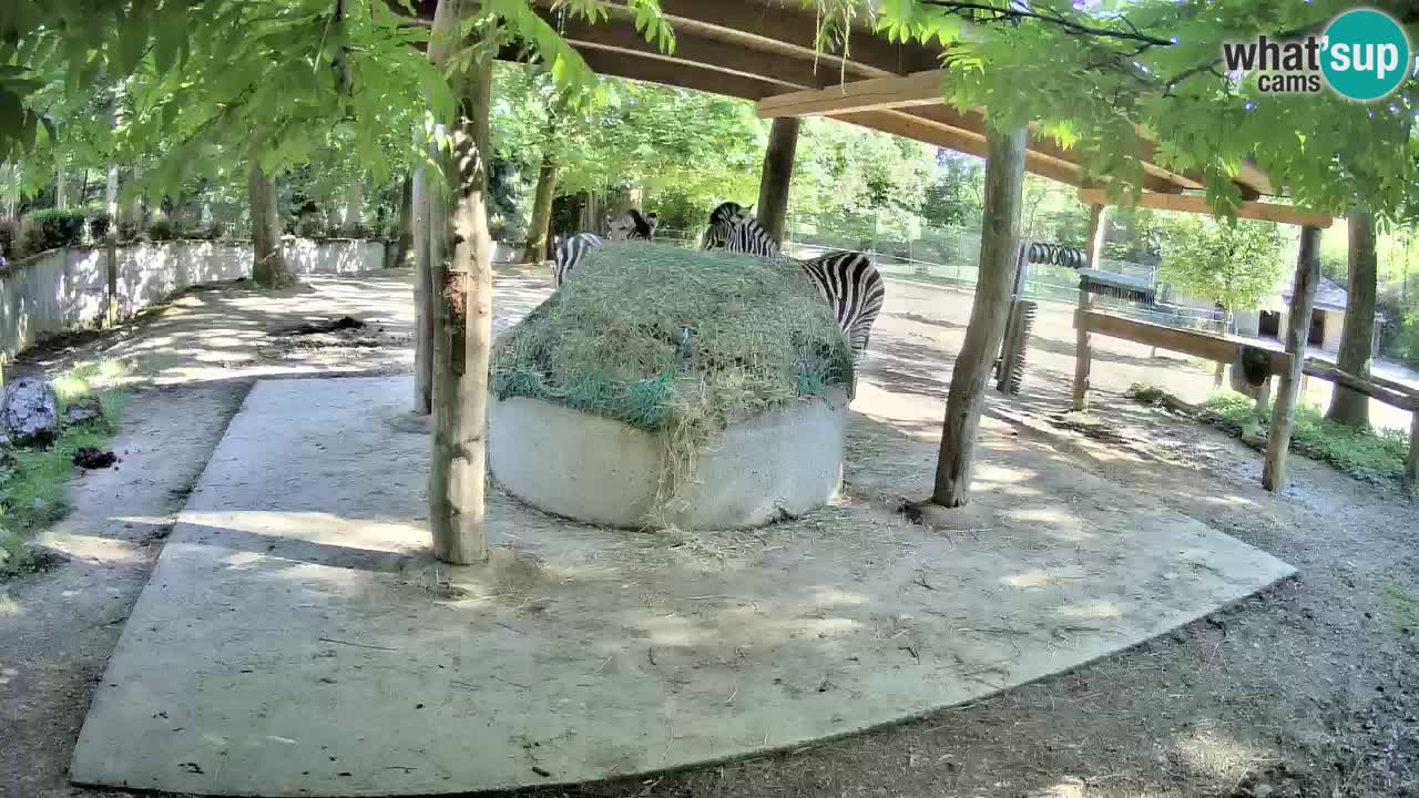 Zebre v živo v živalskem vrtu Ljubljana ZOO spletne kamere