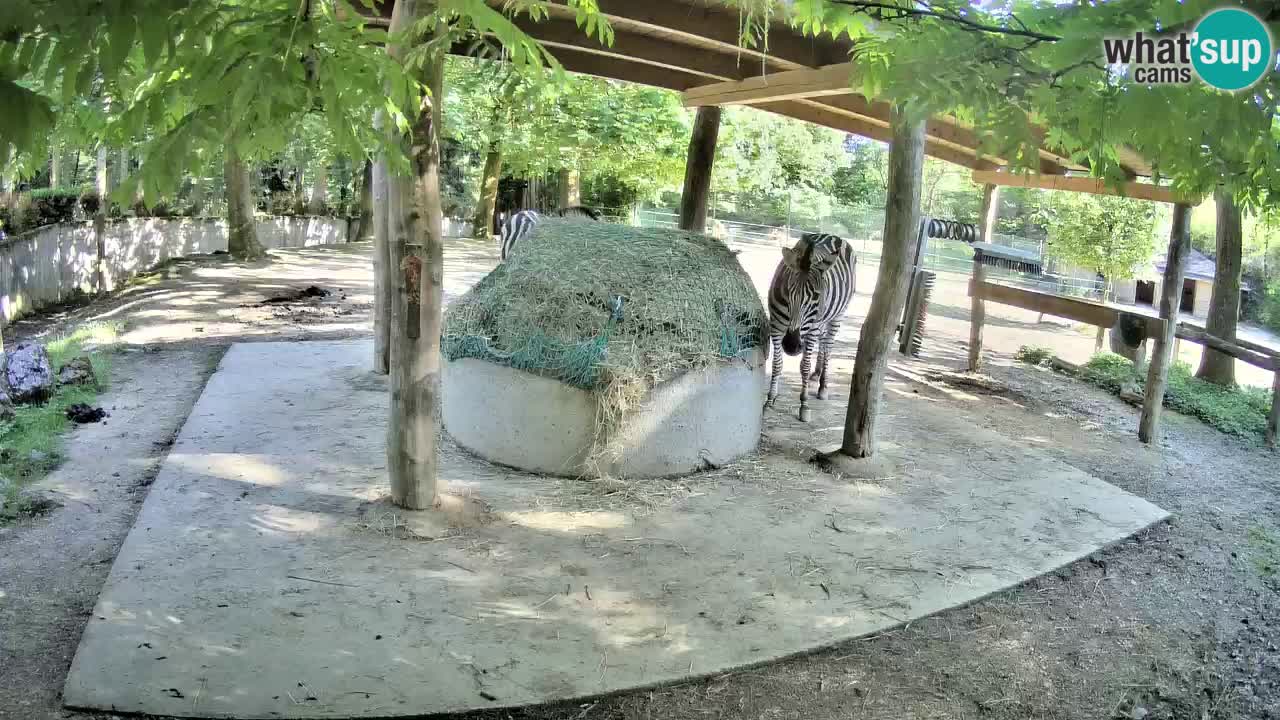 Camera en vivo Cebras in Ljubljana ZOO – Eslovenia