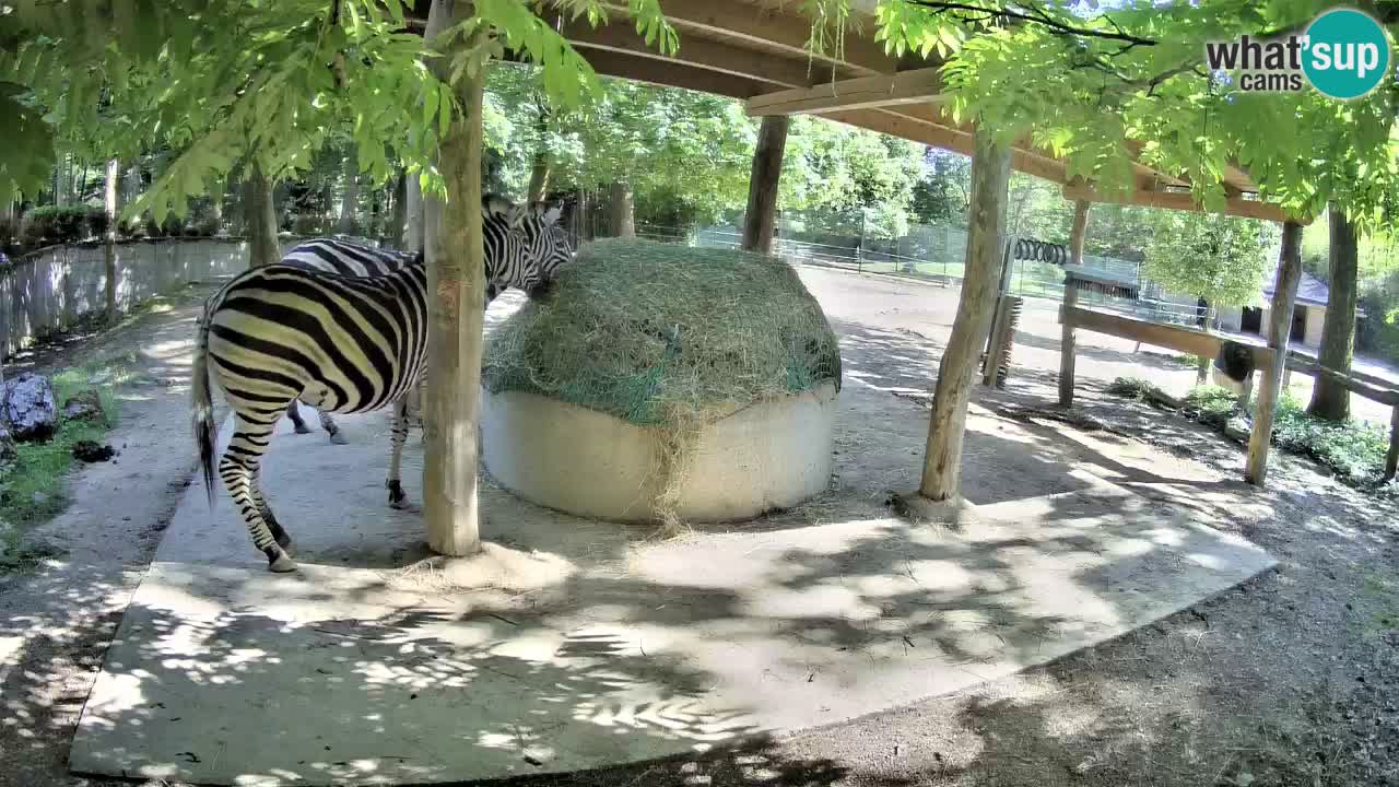 Live webcam Les zèbres in Ljubljana ZOO – Slovénie