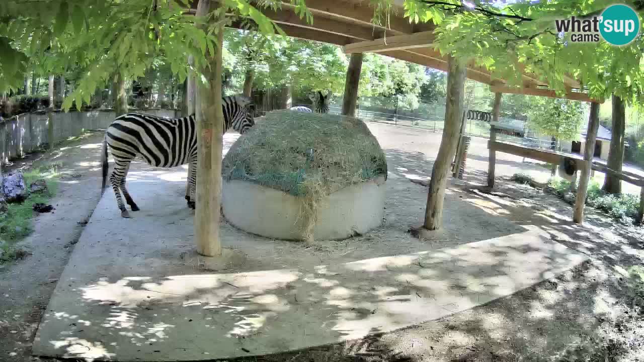 Le Zebre nello ZOO di Ljubljana – Slovenia Live webcam