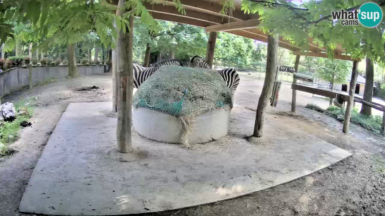Camera en vivo Cebras in Ljubljana ZOO – Eslovenia