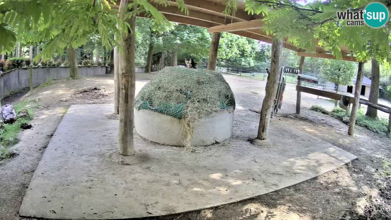Camera en vivo Cebras in Ljubljana ZOO – Eslovenia