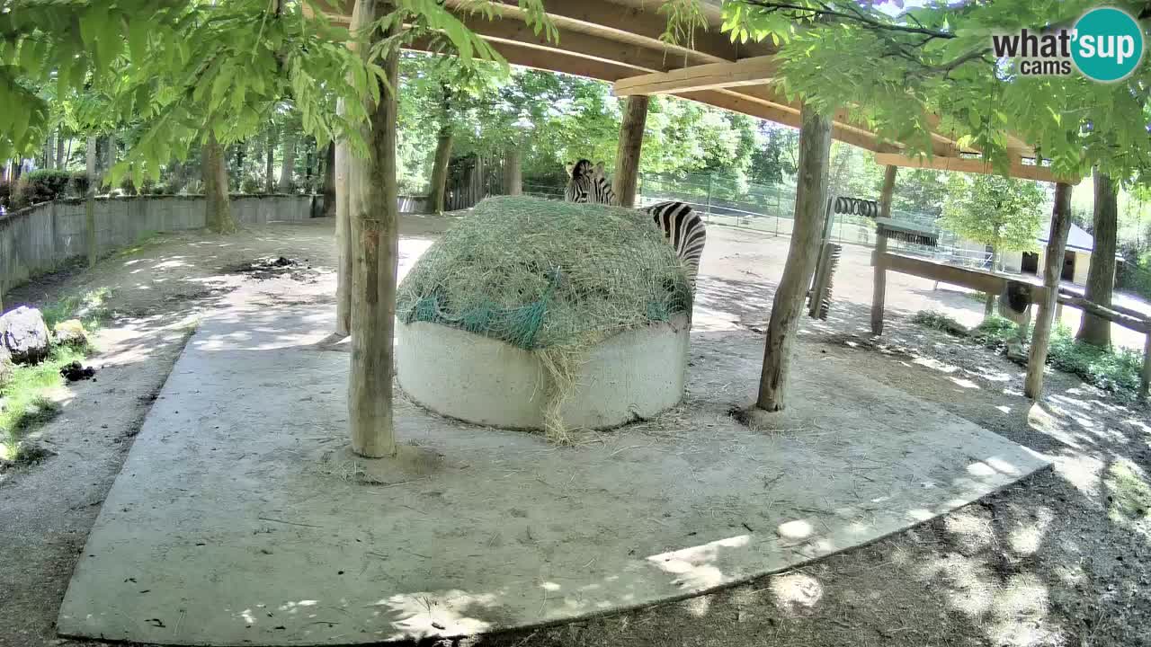 Live webcam Zebras in Ljubljana ZOO – Slovenia