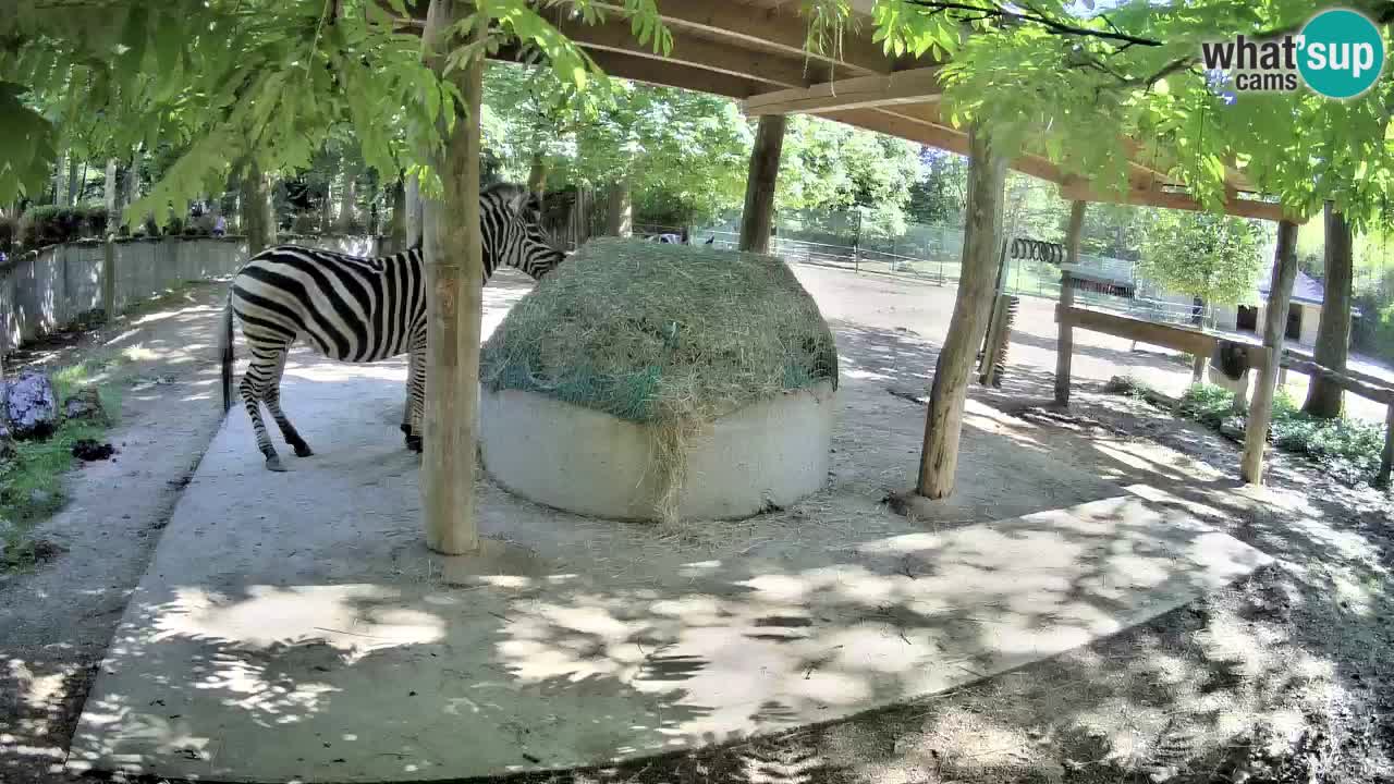 Camera en vivo Cebras in Ljubljana ZOO – Eslovenia
