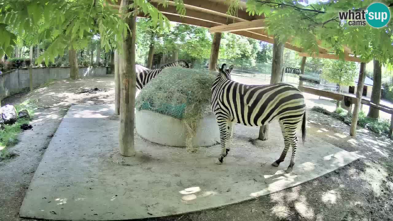 Camera en vivo Cebras in Ljubljana ZOO – Eslovenia