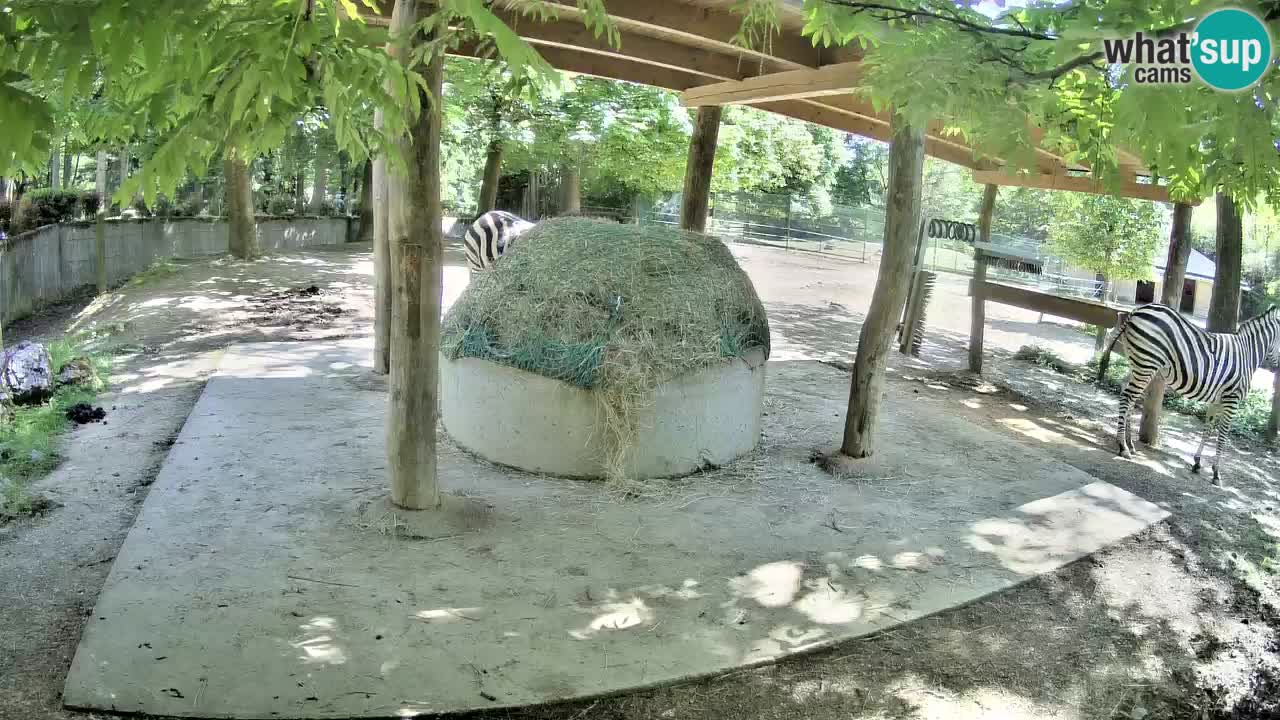 Live webcam Les zèbres in Ljubljana ZOO – Slovénie