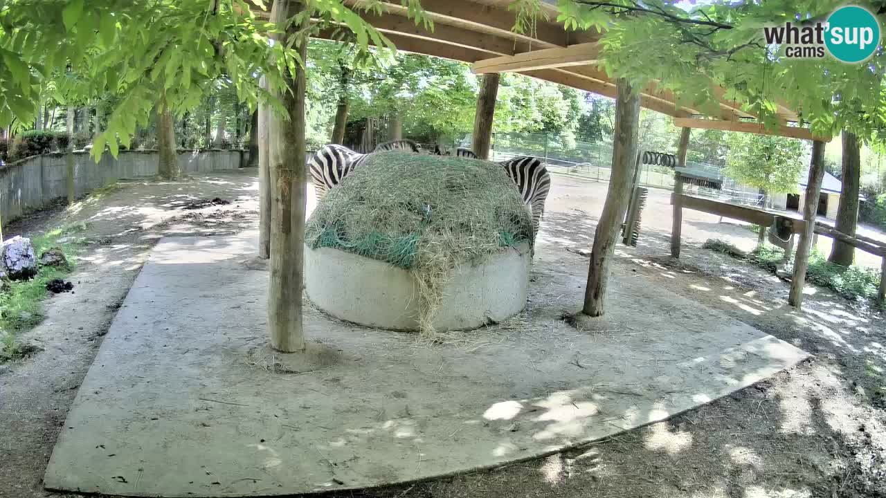 Live webcam Zebras in Ljubljana ZOO – Slovenia
