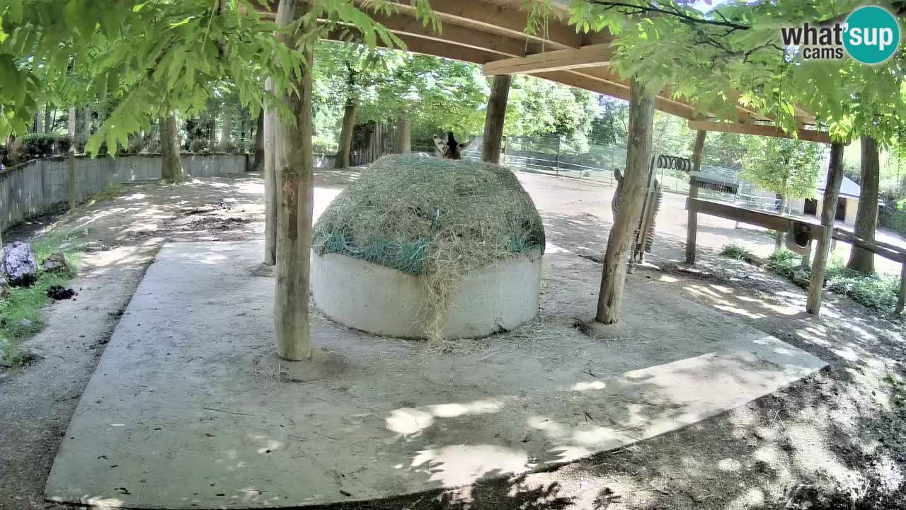 Camera en vivo Cebras in Ljubljana ZOO – Eslovenia