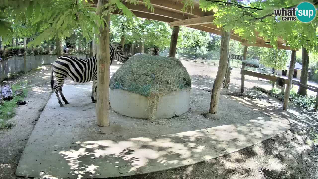 Camera en vivo Cebras in Ljubljana ZOO – Eslovenia