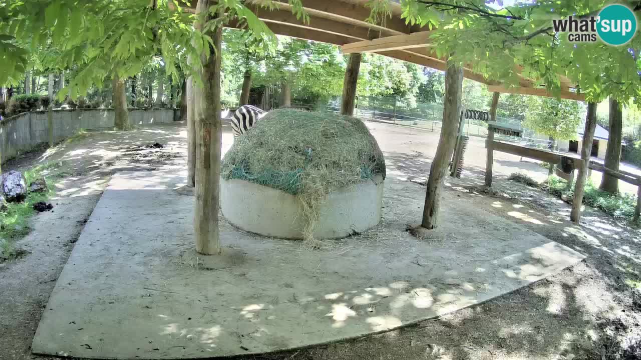 Camera en vivo Cebras in Ljubljana ZOO – Eslovenia