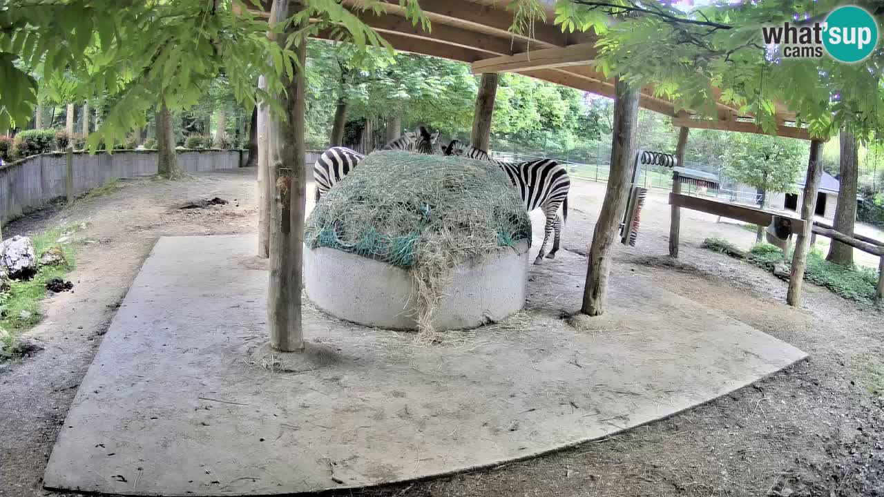 Live webcam Zebras in Ljubljana ZOO – Slovenia