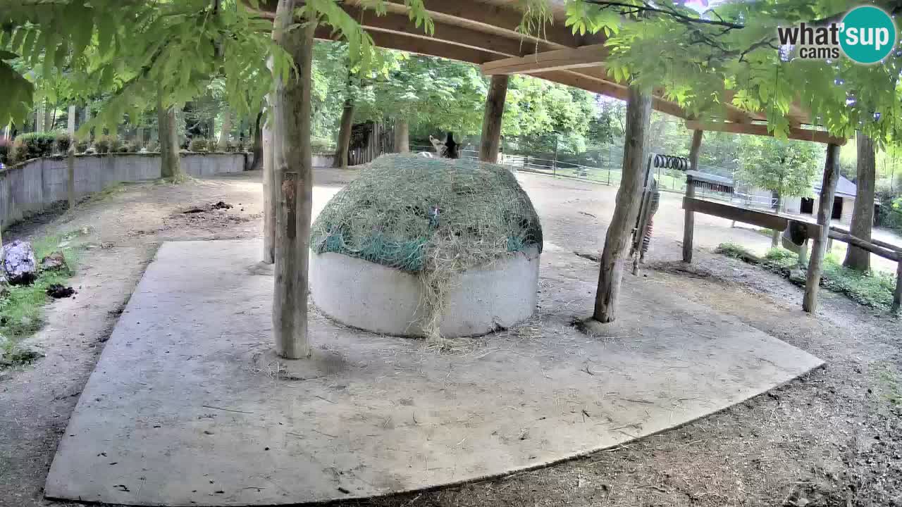 Zebre v živo v živalskem vrtu Ljubljana ZOO spletne kamere