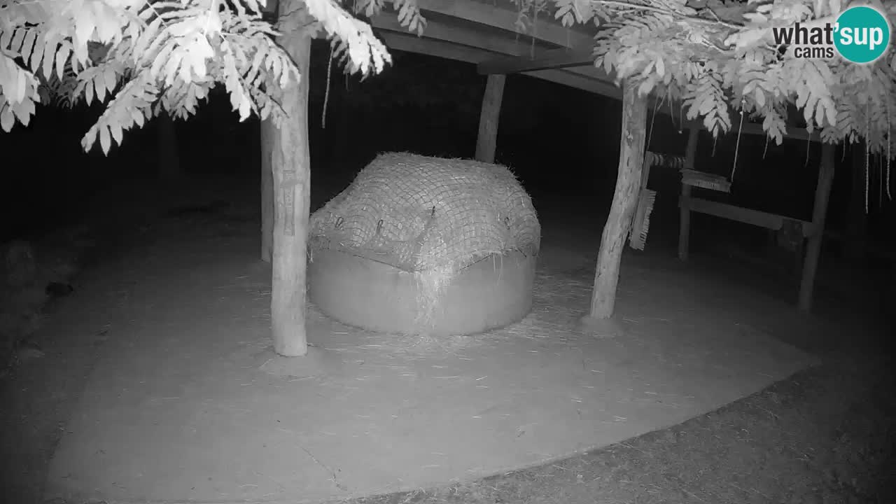 Camera en vivo Cebras in Ljubljana ZOO – Eslovenia