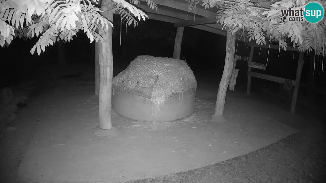 Live Webcam Zebras in Ljubljana ZOO – Slowenien