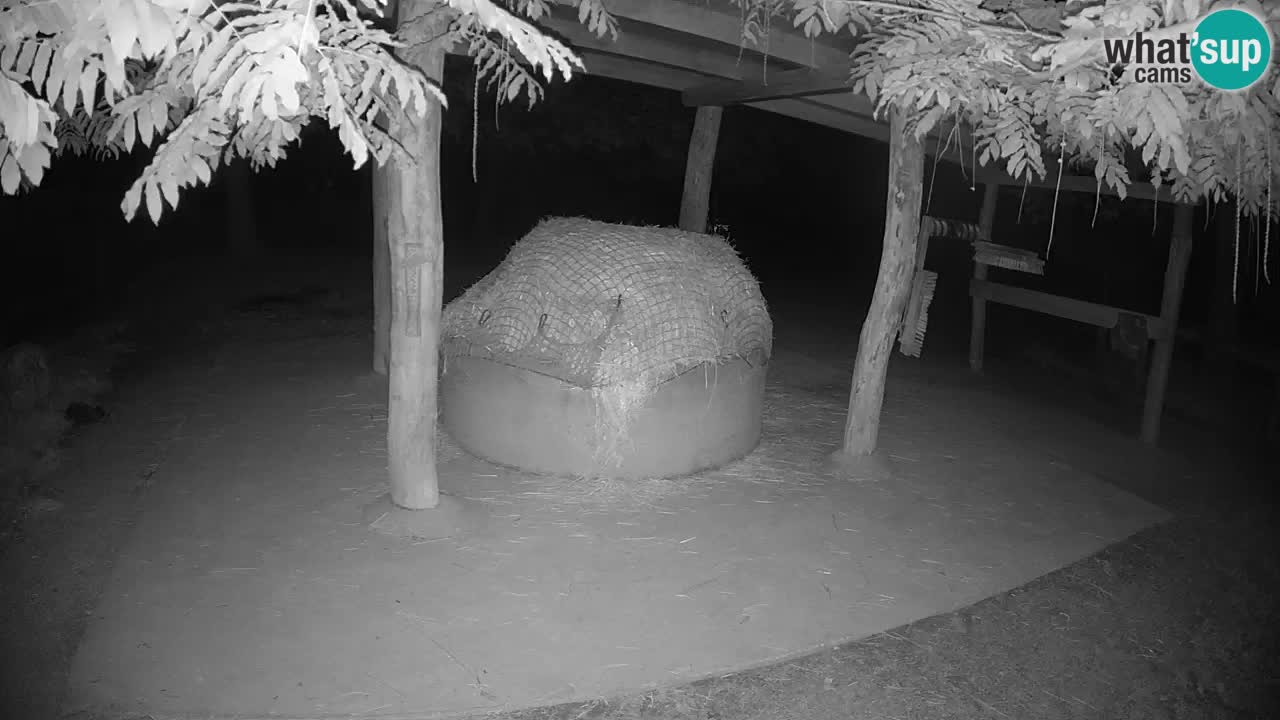 Le Zebre nello ZOO di Ljubljana – Slovenia Live webcam