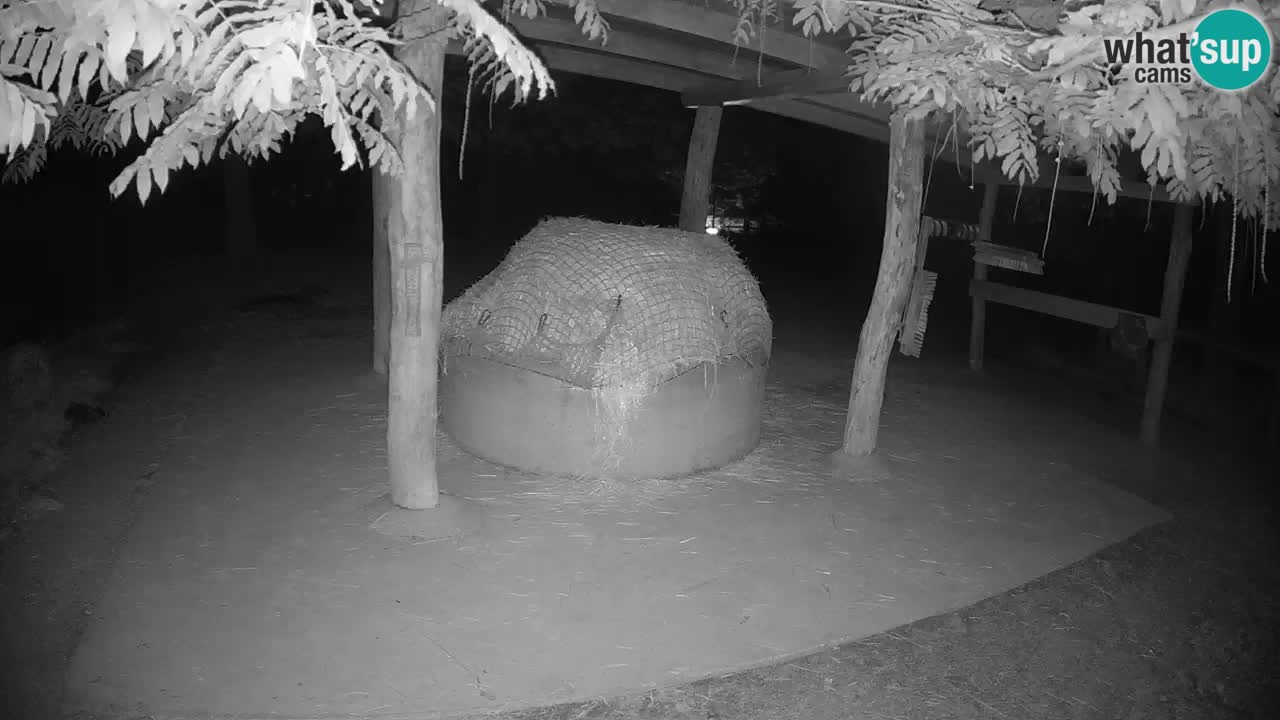 Live webcam Zebras in Ljubljana ZOO – Slovenia