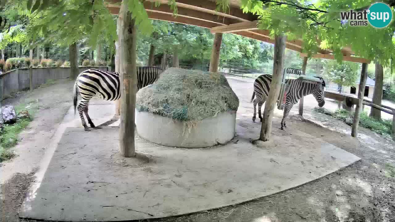 Live Webcam Zebras in Ljubljana ZOO – Slowenien