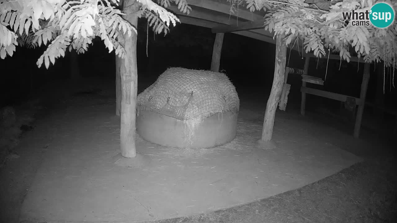 Camera en vivo Cebras in Ljubljana ZOO – Eslovenia